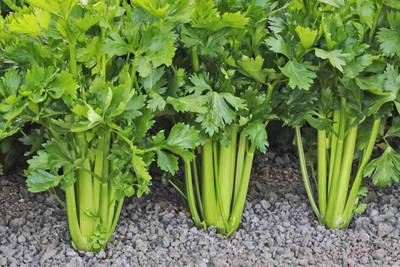 Quentova Celery Vegetable Seeds Seed(200 per packet)