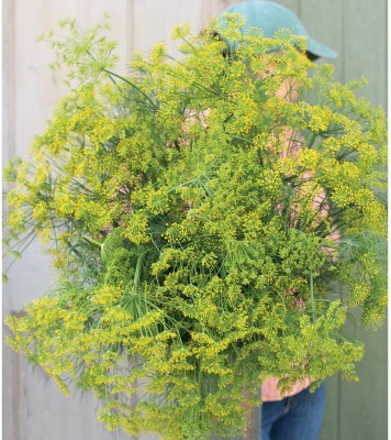 GRAXY Bouquet Dill/Soya Organic Herb Plant Seed(200 per packet)