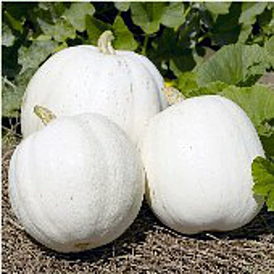 WILLVINE XLL-705 Casper Pumpkins Seeds Seed(50 per packet)