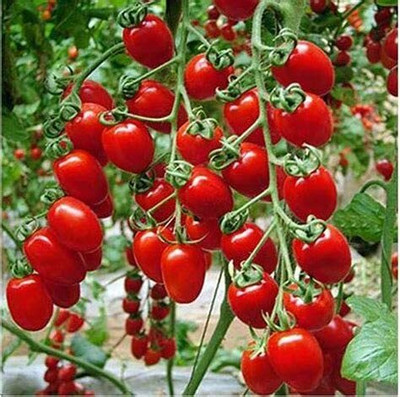 CYBEXIS Hybrid Cherry Tomato Vegetable Seeds2000 Seeds Seed(2000 per packet)