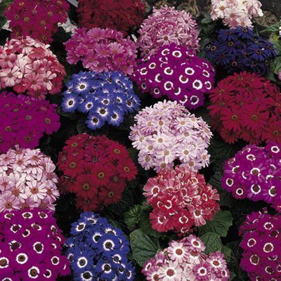 XOLDA Exotic cineraria Seed(24 per packet)