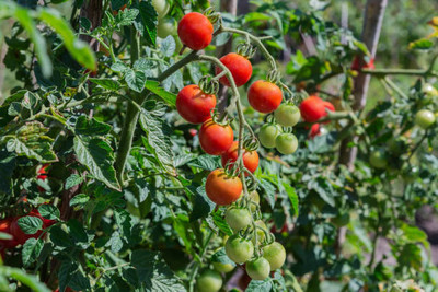 MSG tomato Seed(145 per packet)