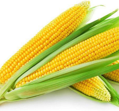 CYBEXIS High Germination Yellow Corn Seeds-250 Seeds Seed(250 per packet)