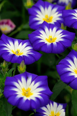 abiswas Morning Glory Flower Seed(80 per packet)