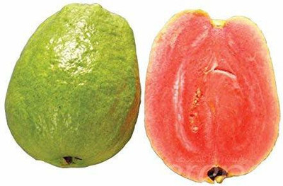 ENINE Guava Seed(50 per packet)