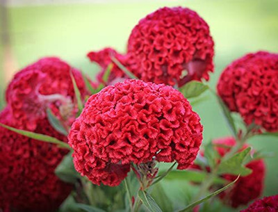 Epazo Cockscomb Hybrid Flower Seed(20 per packet)