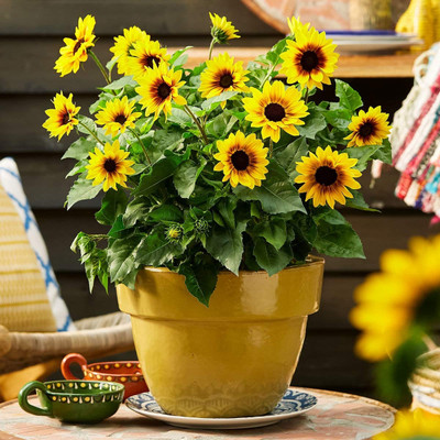 Dasstore MINI SUN FLOWER SEED Seed(12 per packet)