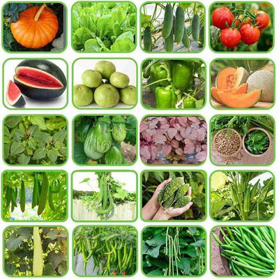 the green dotcom All Season Vegetable Combo Pack With High Germination Seed(5800 per packet)