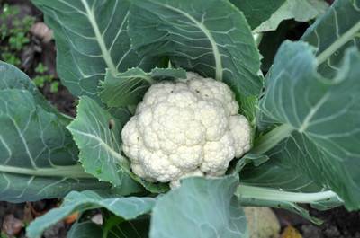 ARTA store white cauliflower,gobhee seeds Seed(13 per packet)