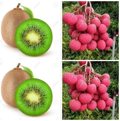 Oliver combo of hybrid F1 QUQLITY kiwi&dragon fruit seed Seed(110 per packet)