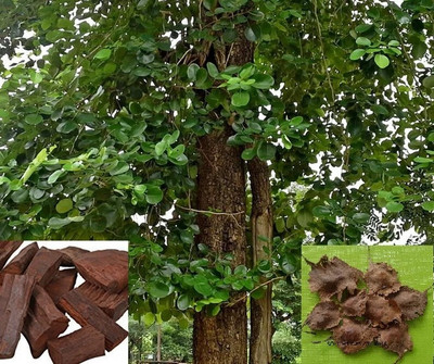 GREENSEA Red Sandalwood, Lal Chandan Seed(23 per packet)