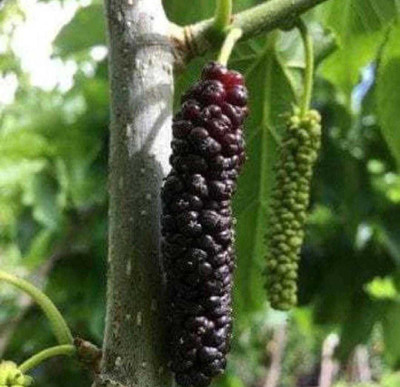 Oliver mulberry(shahatoot) Seed(14 per packet)