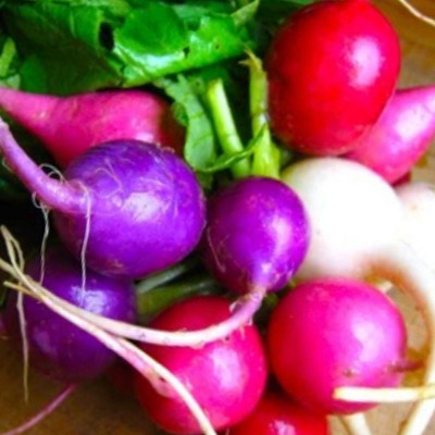 KNESSiN XI-22 Mix Color Sweet Radish Seed(200 per packet)