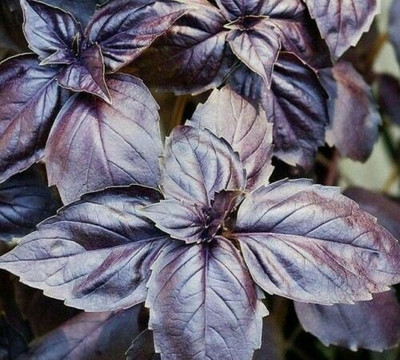 VibeX VVI-55 - Red Rubin Basil - (4500 Seeds) Seed(4500 per packet)
