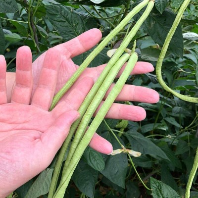 CYBEXIS Tender and Crispy, Resistant to Aging, Long Cow Long Bean Seeds800 Seeds Seed(800 per packet)