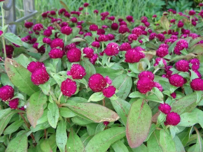 STARKC Gomphrena- Purple Flower Seed(200 per packet)