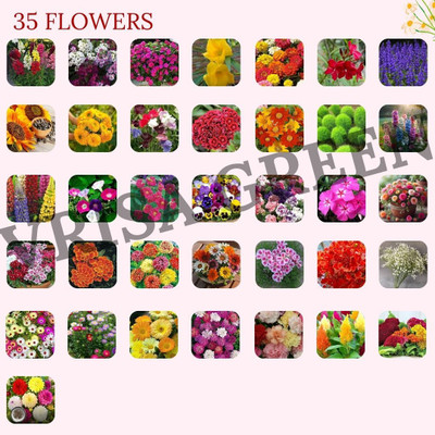 Vrisa Green 35-Flower Combo Pack for an Enchanting Garden Seed(50 per packet)