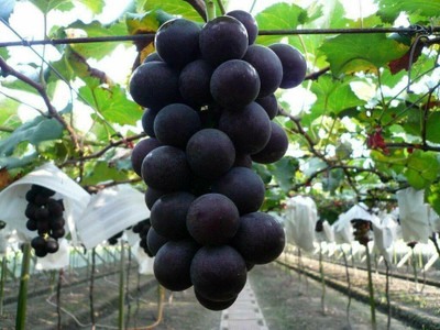 Aywal Grabes Seed(55 per packet)