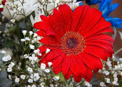 XOLDA Exotic daisy red Seed(45 per packet)