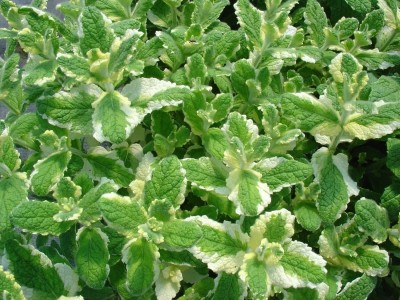 Qualtivate PUAS-6A Pineapple Mint Rare Seed(200 per packet)