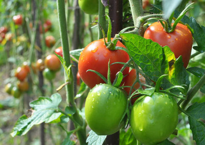 Oliver tomato Seed(110 per packet)