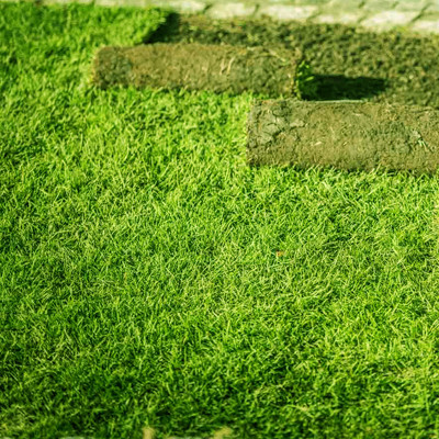 PMA Maxican Carpet Grass Seeds, Grass Seeds For Playground Seed(7000 per packet)