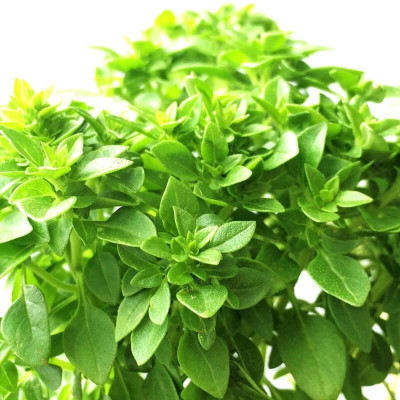 VibeX ® VMR-20 Little-Leafed Fino Verde Basil Seed(1000 per packet)