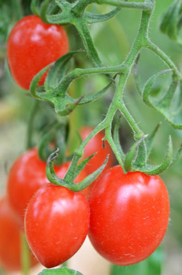Kritharth Creation tomato Seed(90 per packet)
