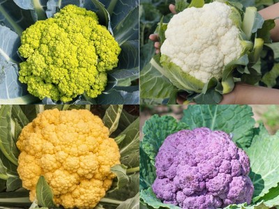Gromax India F1 Hybrid Cauliflower Pink,Green,Yellow, White Vegetable, Seed For Home Garden Seed(40 per packet)