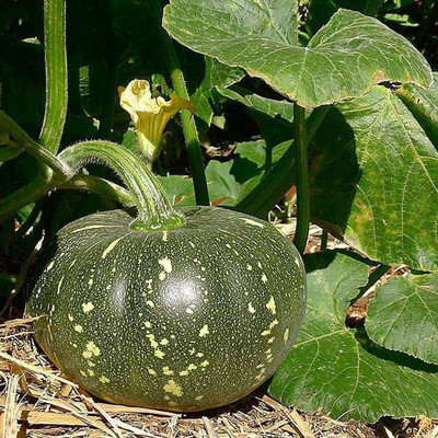 CYBEXIS NBIR-42 - Pumpkin Vegetable For Gardening - (100 Seeds) Seed(100 per packet)