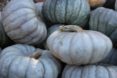 Quentova GREEN PUMPKIN-PAUS-4J Seed(100 per packet)