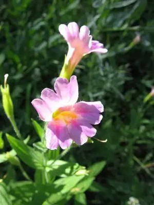 MAA Larkspur Seed(178 per packet)