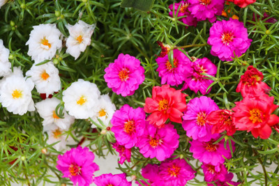 LIFELEX Portulaca Hybrid Mixed Flower Seed(40 per packet)