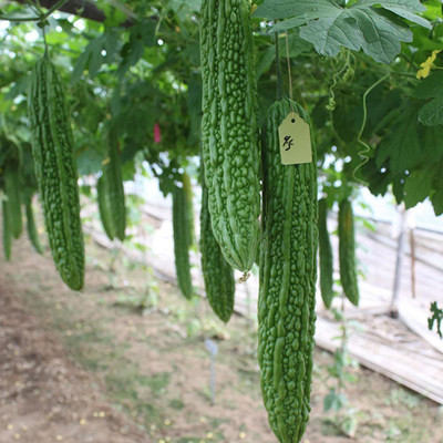 CYBEXIS F1 Hybrid Bitter Gourd Seeds 200 Seeds Seed(200 per packet)