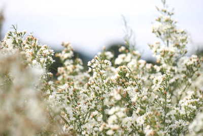 XOLDAA gypsophila flower Seed(100 per packet)