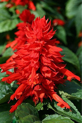 CYBEXIS Salvia Premium Seeds Seed(1 g)