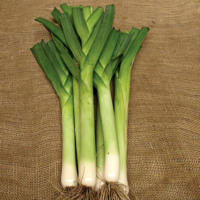 CEZIUS Leek 'King Richard' Seed(1000 per packet)