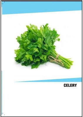 VibeX Hybrid Celery Seeds(5000 Seeds) Seed(5000 per packet)