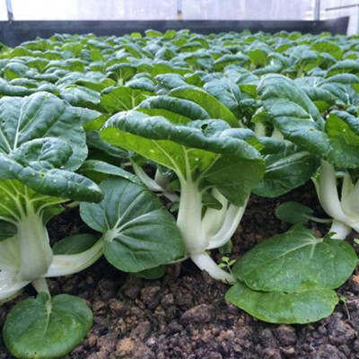 WILLVINE AMR -I Chinese Cabbage, Tat Choi, Pak Choi [5g] Seed(1500 per packet)