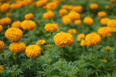 Forestree marigold/gende ka phool flower seeds Seed(50 per packet)