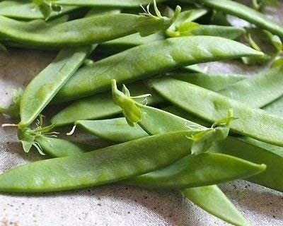 CYBEXIS NBIR-42 - Oregon Giant Snow Pea - (300 Seeds) Seed(300 per packet)