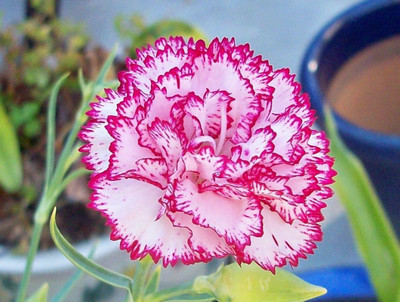 CYBEXIS Mixed Colour F1 Hybrid Carnation Flower Seeds Good Germination Seed(1 g)