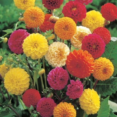 N.G.M. AGROCARE N.G.M.AGROCARE Dahlia Double Mixed Seed(30 per packet)