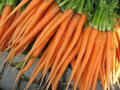 CYBEXIS Imperator Carrot Variety -500 Seeds Seed(500 per packet)