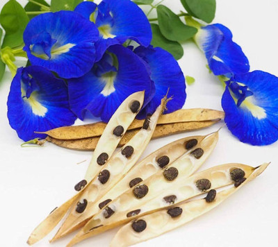 Pbevergreen butterfly pea flower seeds Seed(58 per packet)