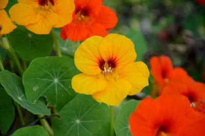 BISWAS Nasturtium Flower Seeds for Home Gardening, Winter & Summer Blooms Seed(25 per packet)