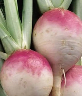 Quentova Organic - Purple Top White Globe Turnip-KMT-8W Seed(200 per packet)
