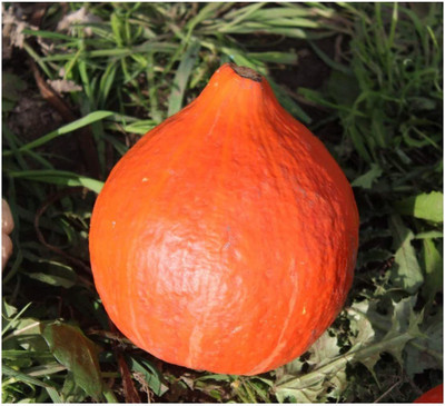 CYBEXIS Squash Finest Seeds - Organic100 Seeds Seed(100 per packet)
