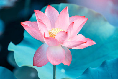 Sacrd Sutra Lotus Seed(10 per packet)