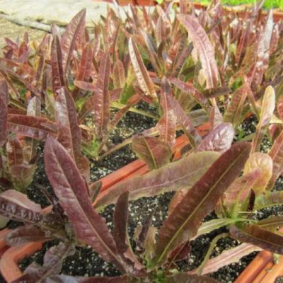 KNESSiN Red Oil Lettuce Seed(200 per packet)